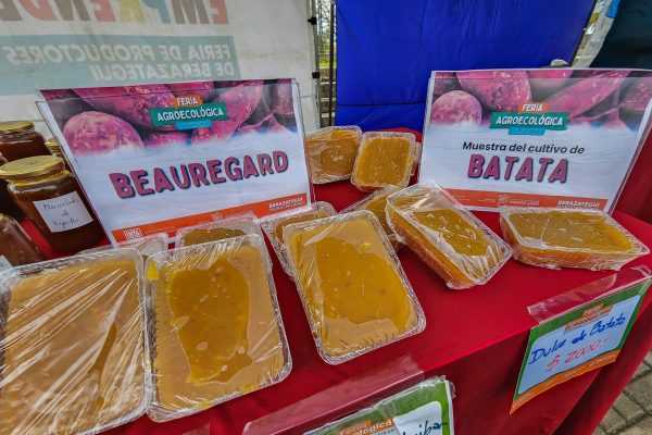 Se realizó una muestra de cultivo de batata en el marco de la Feria Agroecológica