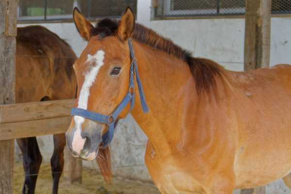 Más de 150 caballos rescatados por la prohibición de la tracción a sangre