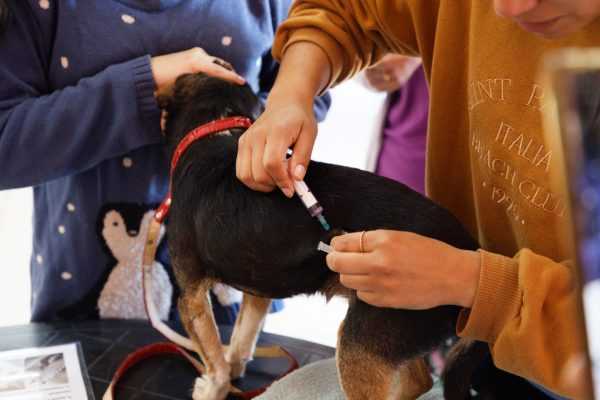 Jornadas Municipales de Salud Animal programadas para diciembre