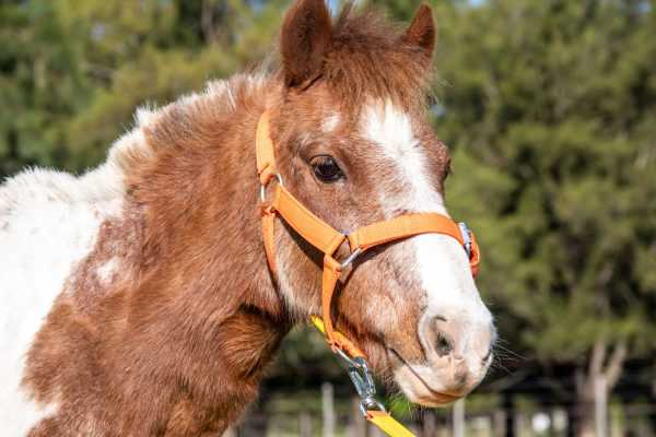 Se rescataron más de 100 caballos en la última década