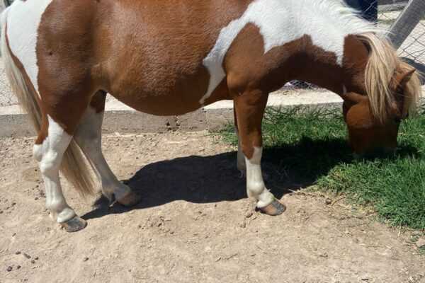 La Municipalidad de Berazategui rescató a un Poni y una Llama
