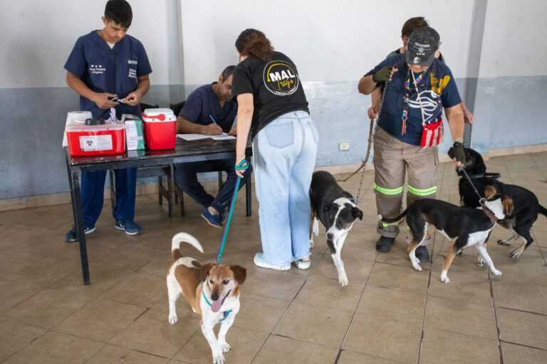 Servicios de salud animal gratuitos en los barrios